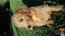 goldendoodles puppy posted by Beth Davies